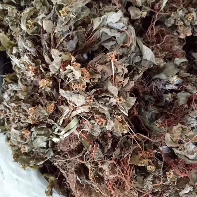 益参本草风鼓草