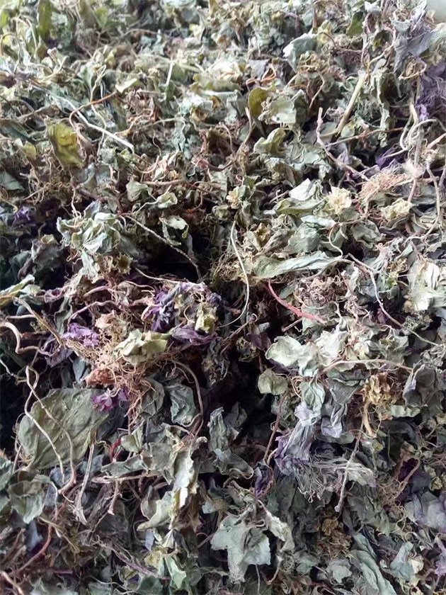 益参本草风鼓草