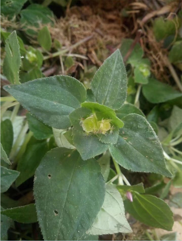 ��񶷲�/��Ĳ�/��ͷ��