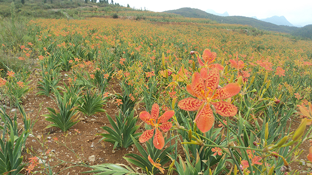 ��α������