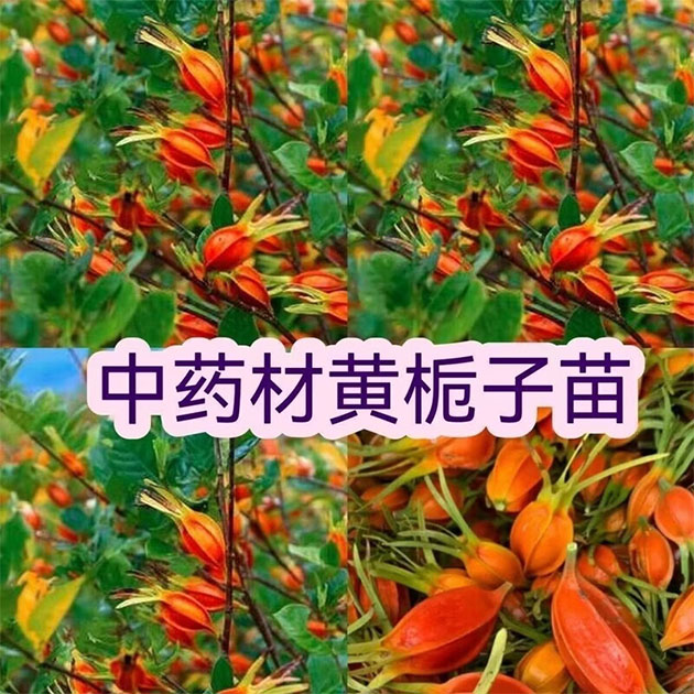 ��α���-��Φ��