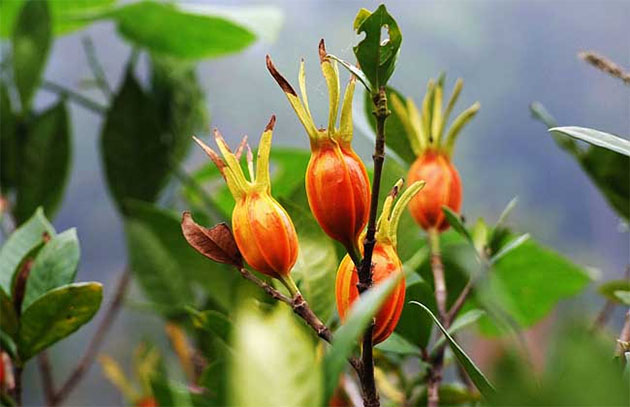 ��α���-��Φ��