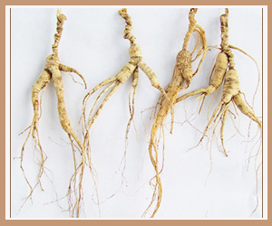 Ұɽ��(���²�)