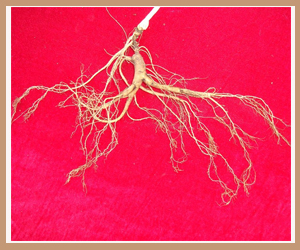 Ұɽ��(ʯ����)