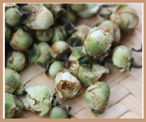 ��ɽѩ����