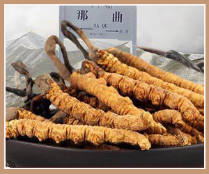 �����Ĳ�