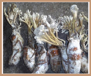 Ұ�������