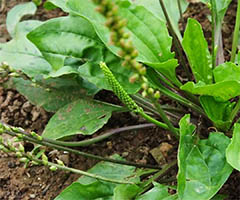 ��β�(��ǰ��)