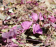 ��Ĳ�(��ɽ)